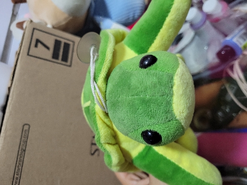 Tortuga