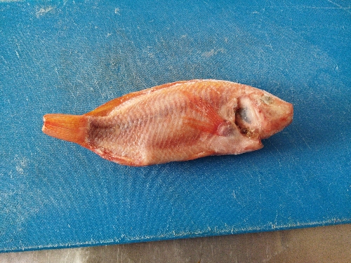 Mojarra roja sin escamas unid