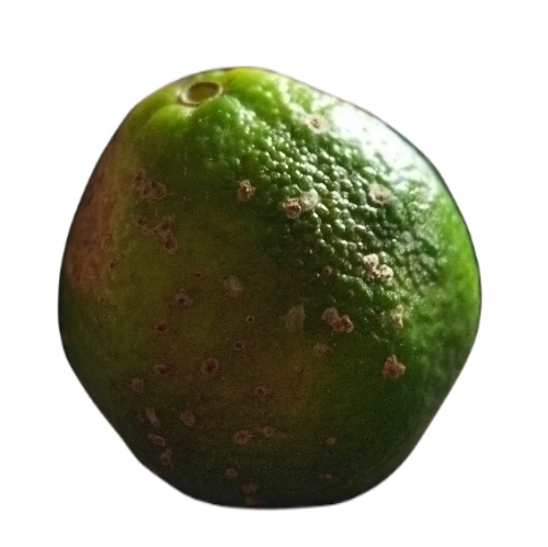 Limón mandarino
