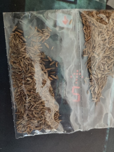 Comino en grano