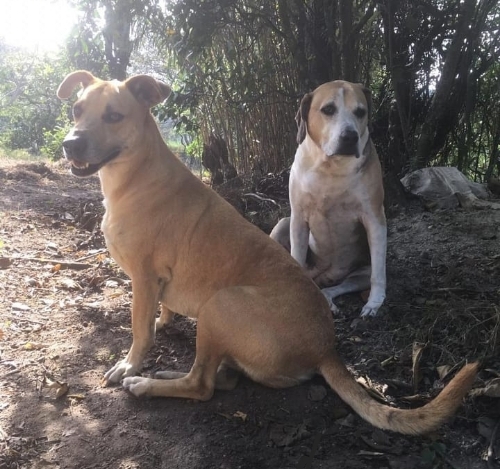 Estetica perro grande