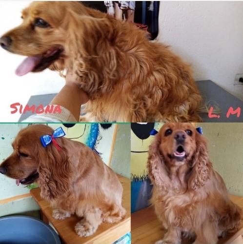 Estetica perros medianos
