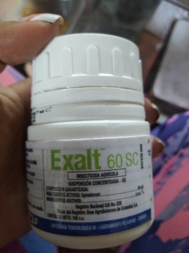 Exalt 100cc