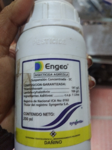 Engeo 250cc