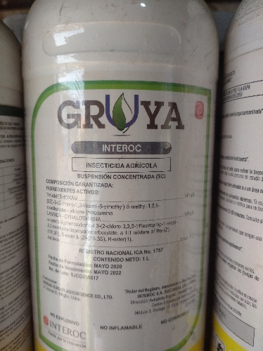 Gruya