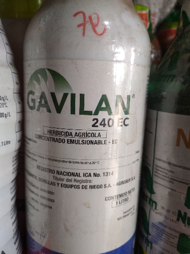 Gavilan