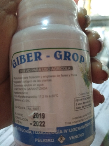Giber grop