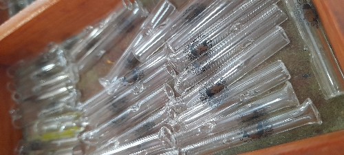 Piteira de vidro smonkey 5cm 4mm, 5mm, 6mm