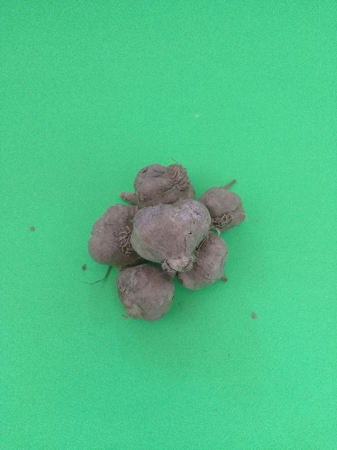 Ajo kg pepa
