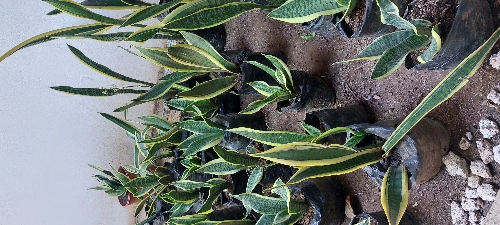 C. Lengua de suegra