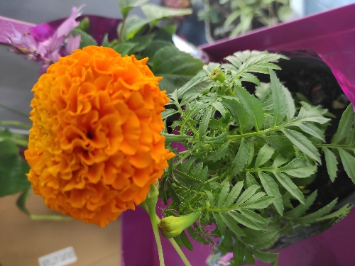 Plantas
